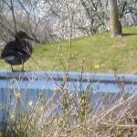 Märkte – die Geldverbrennungsanlage