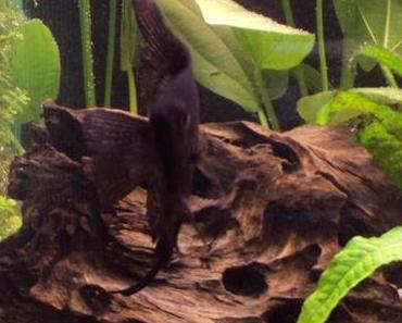 “Nur” ein Fisch …