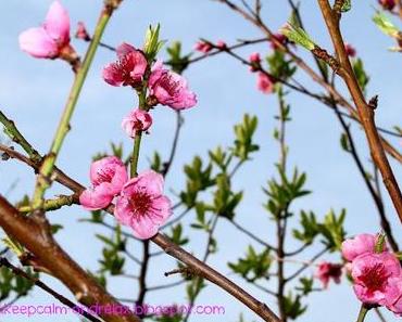 Peach Blossom & Sneak Peak