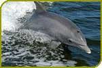 Tausende Delfine sterben vor der Küste Perus