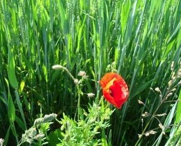 So viel wollen wir doch gar nicht