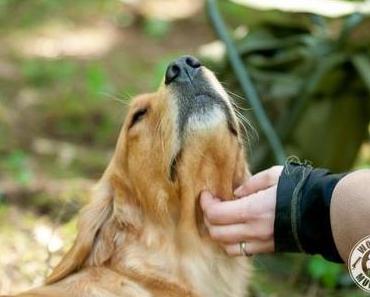 Seminar bei den Mudpaws