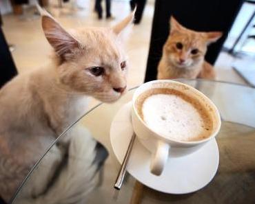 Wien mon amour: Katerfrühstück im Katzenkaffeehaus