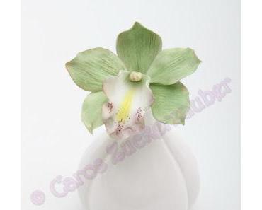 Cymbidium Orchidee