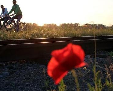 Running to the poppy