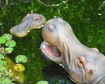 Geschwommen, geballt, gedreht