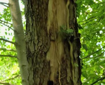 Landschaft mit Wolken