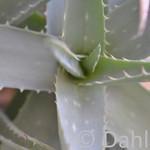 Aloe als Allzweckwaffe - Praktischer Helfer bei Sonnenbrand & Co.