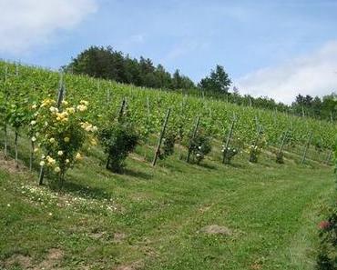 Südsteiermark 2012 – ein Reisebericht inkl. Weinverkostungen und Tipps – Teil4