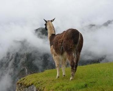 Deutsche Muppet Show