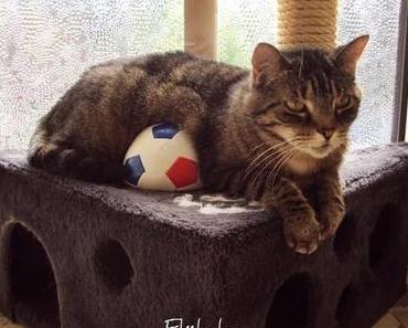 Flöhchen … oder: Was ein Umzug alles bewirken kann!