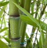 Bambus in der homöopathischen Burnout Behandlung
