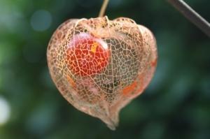 Friedensnobelpreis: Liu Xiaobo erhält die Auszeichnung – und die Diktatoren toben