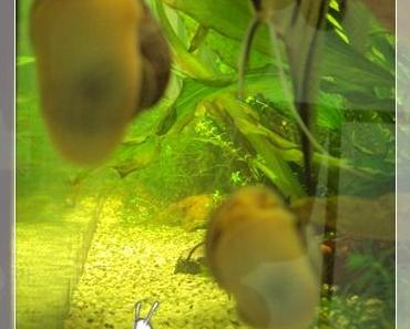 Sommerloch … oder: Finde die Fehler! ツ