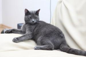 Wenn die Katze wieder durchdreht