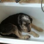 Oh dieser Hund!