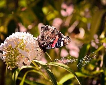 Foto Session # 21 - Butterflies