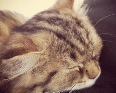 Meine besten unkategorisierten Instagram-Schnappschüsse, Teil 18