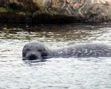 Wie aus Freddy Alfred wurde