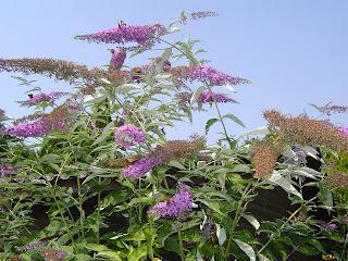Vorschau: Grad war doch noch Summer! - Lesung