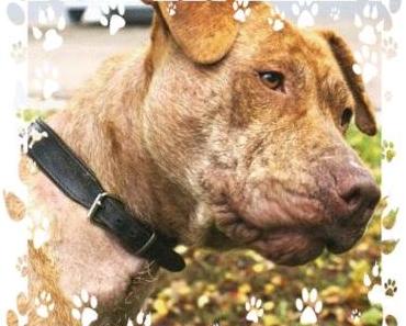 Michele Angelo  Bittet um Mithilfe / American Staffordshire