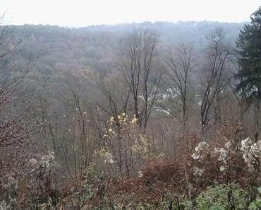 Hunderunde am Samstag ツ