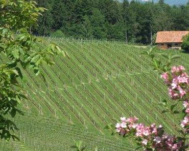 Verkostung Weißwein – Weingut Peter Skoff – Sauvignon Blanc Kranachberg Reserve 2008