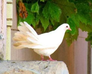 Meine besten Wünsche für das neue Jahr