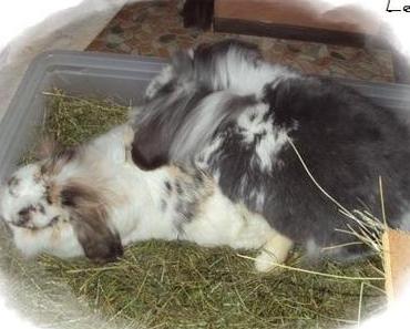 Kaninchenkuschelrunde ツ