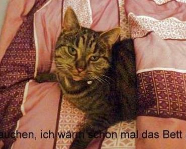 Neues von der Katzenbande