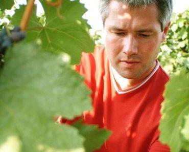 Verkostung Weißwein – Weingut Roland Kroiss – Wiener Gemischter Satz 2011