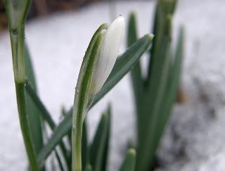 Fotografische Streifzüge ins Wortreich - Schneeglöckchen