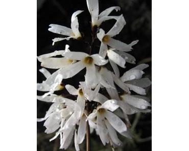 Wer blüht denn da? Schneeforsythie – Abeliophyllum distichum