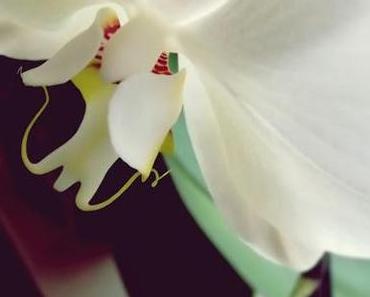 Blumenliebe! ...oder wenn der Backofen schon  versorgt ist!