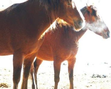 Wärmende Ponyliebe