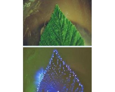 Machen Sie mit: Grünes Licht für Melanie Maria Holzheimer