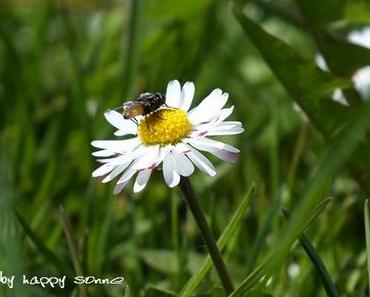 Frühling im Garten....