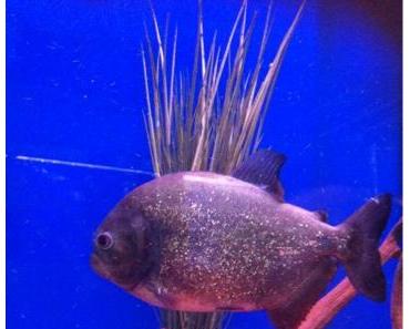 Gefährlich - aber wunderschön