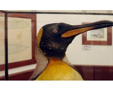 glotz nicht - du Pinguin