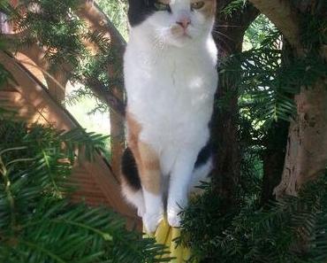 Wir haben eine Baum-Katze oder legen Katzen Eier?