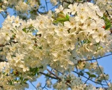 Frühling im Markgräflerland – Rebberge, Kirschblüten und Tulpenfeld