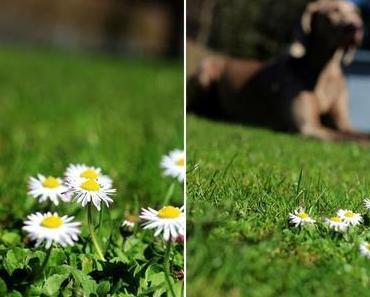 Frühling in unserem Garten