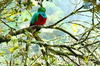 Costa Rica - Juwelen des Dschungels (Birdwatching)