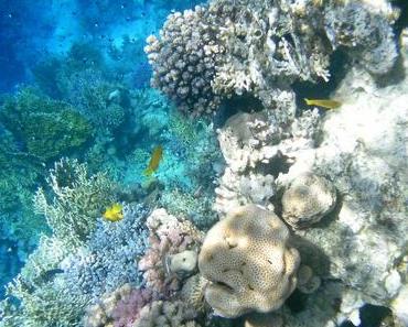 Korallenriff vor Sharm