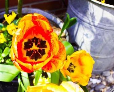 Street Style + Botanic Garden