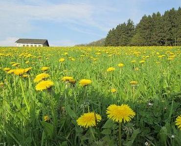 Eine ganze Wiese voll!