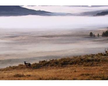 Staat tötet Wildtiere