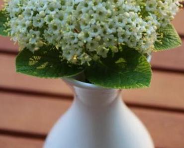 Wordless/Wordful Wednesday: A flower...