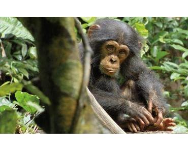 “Schimpansen” von Alastair Fothergill & Mark Linfield
