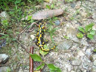 Schnapp-Wort Woche #19: L wie Lurch